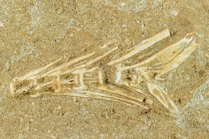 2.5" Cretaceous Fossil Fish Vertebrae In Rock - Morocco